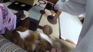 Broading Corgi head pets by white pants guy 2