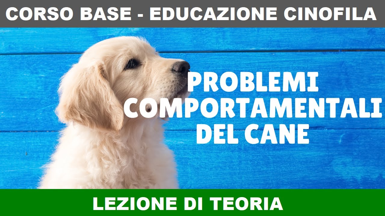 Problemi comportamentali del cane