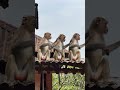 Monkey dance #monkey #fun #viral #nature #tranding #villagelife #fypシ゚viral
