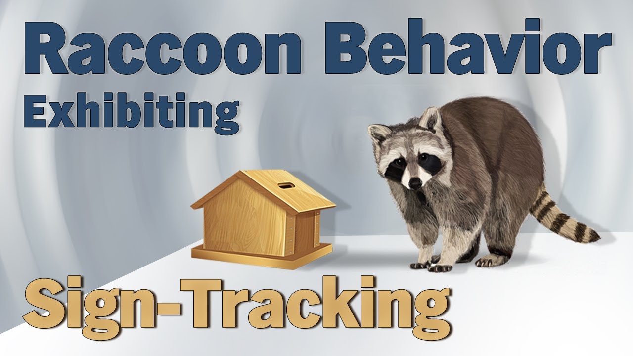Raccoon Behavior Exhibiting Sign-Tracking - YouTube