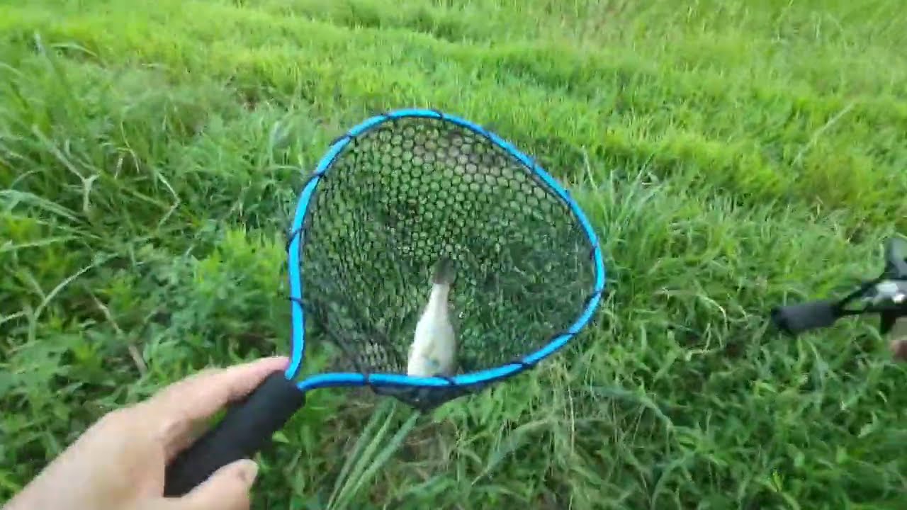 2024/9/8 Inba Marsh Central Drainage Canal Bass Fishing(Spin Sonic 6.5g)印旛沼中央排水路バス釣り