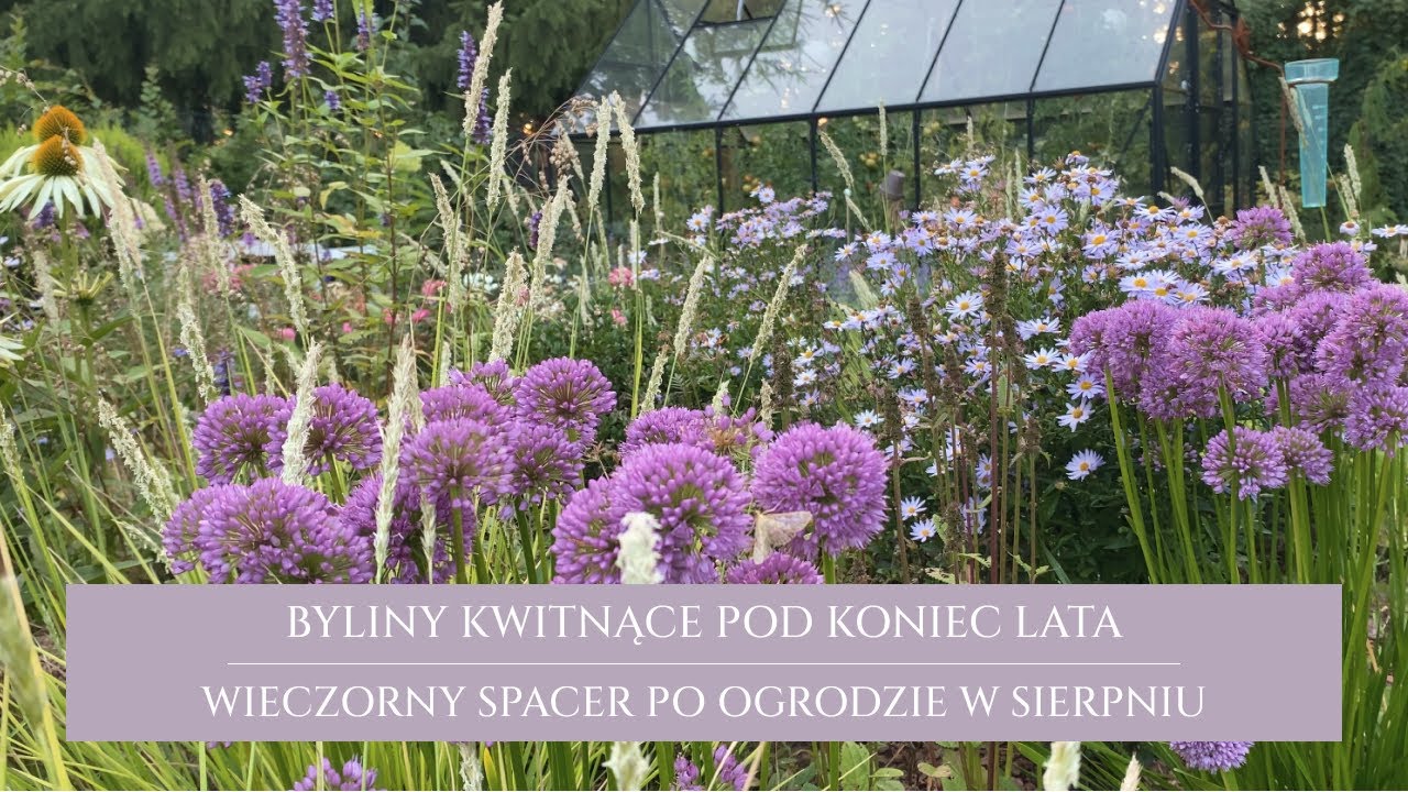 Rośliny kwitnące pod koniec lata | byliny ozdobne w sierpniu | czosnki Millenium i kalimeris