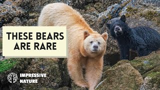 These 6 Bears are Rare and Intriguing!