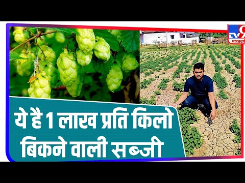 Bihar में शुरू हुई दुनिया की सबसे महंगी सब्जी की खेती, बढ़ती जा रही ‘Hop Shoots’ की Demand