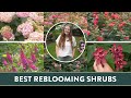 Top 6 summer reblooming shrubs that youll love