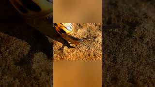 The slug does not travel without its shell #viral #shorts #trending #shortsvideo