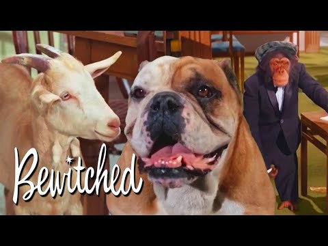 When Magic Goes Wild: Humans Turned Into Animals | Bewitched
