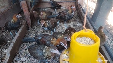 Qaib qus txuam 1 Nyiam nug tau nawb ib khub 7 xeem 23.53.99.54