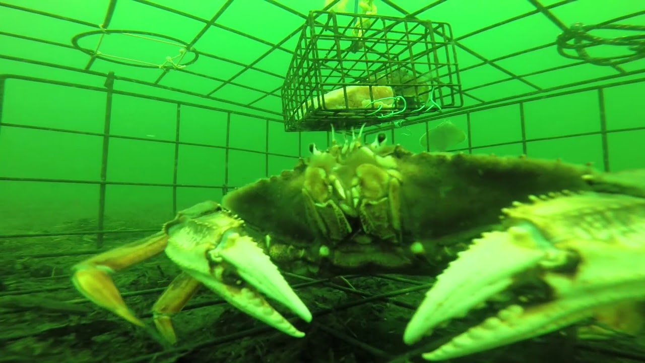 ЛОВУШКА НА РЫБУ ! КАМБАЛА ТУПИТ ! НЕАДЕКВАТНЫЙ КРАБ! Рыбаки не поняли ...