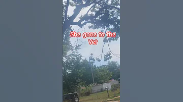 She Gone To The Vet 