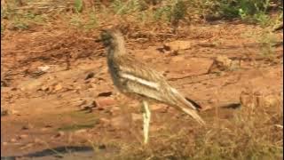 Download lagu Burhinus oedicnemus / Alcaravan común/ Eurasian thick-knee bird