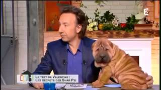 Invité sur France 2 : Le Sharpeï