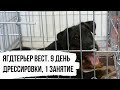 Дрессировка ягдтерьера Веста  9 день  1 занятие