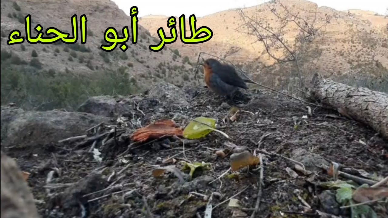 فيديو جميل لطائر أبو الحناء "أقريو بالريفية" أين عشاق هذا الطائر الجميل 