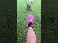 Dog Catches Soccer Ball With Style