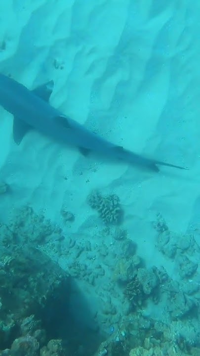 White tip reef sharks are small & not too aggressive - YouTube