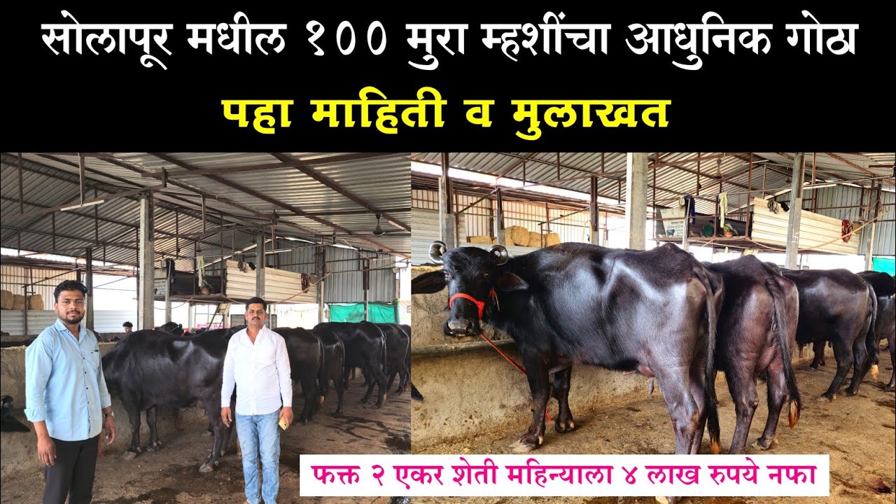 सोलापूर मधील 100 मुरा म्हशींचा आधुनिक गोठा ! पहा माहिती व मुलाखत | Dairy Farming in Maharashtra