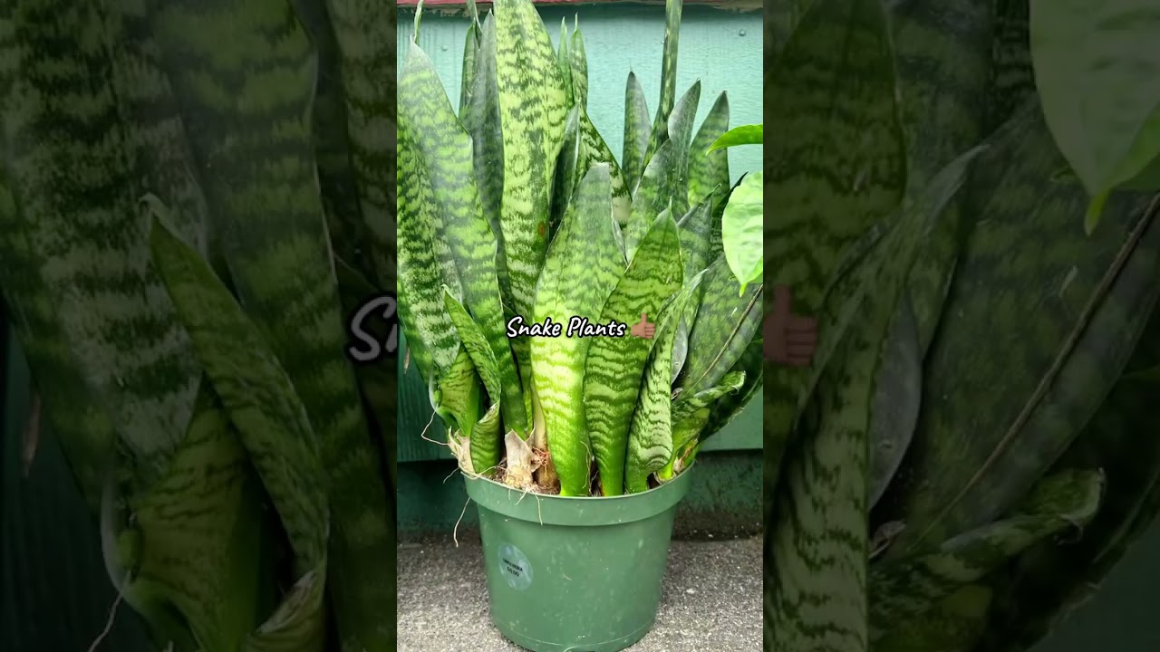 The dos & the don’ts 🌿 