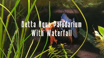 Betta Aqua Paludarium With Waterfall