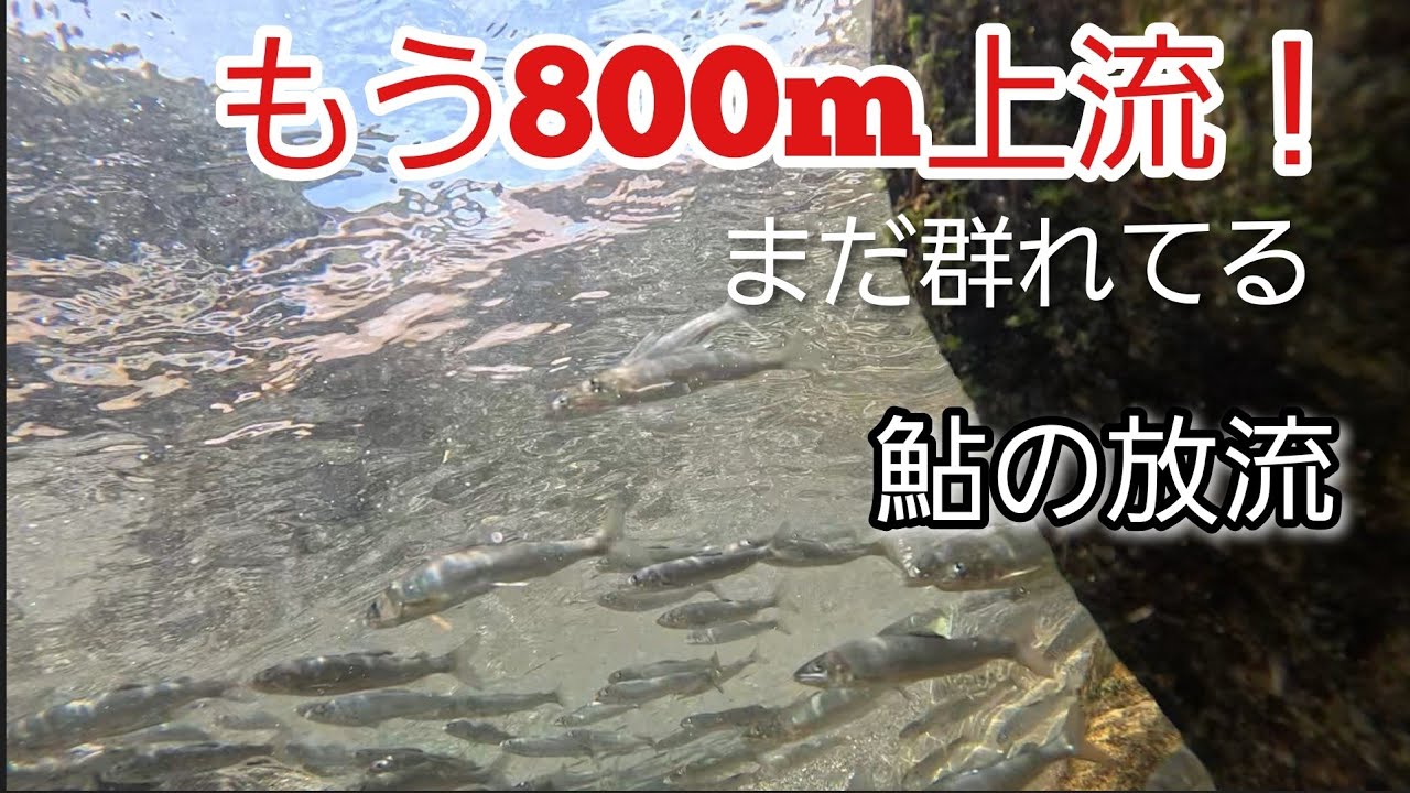 One week after being released the ayu have migrated