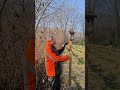 Nistkästen reinigen in der Weihnachtsbaumkultur. Cleaning Birdhouses in a Christmas Tree Plantation