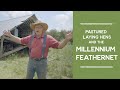 How to shelter pastured egg laying hens with the millennium feathernet  joel salatin