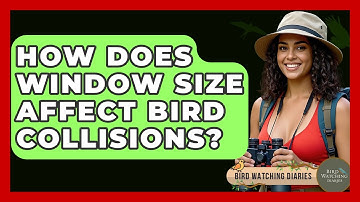 How Does Window Size Affect Bird Collisions? - Bird Watching Diaries