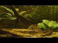 Congo Biotope - June 2017