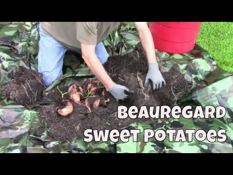 Video: Ar beauregard jamsai yra saldžiosios bulvės?