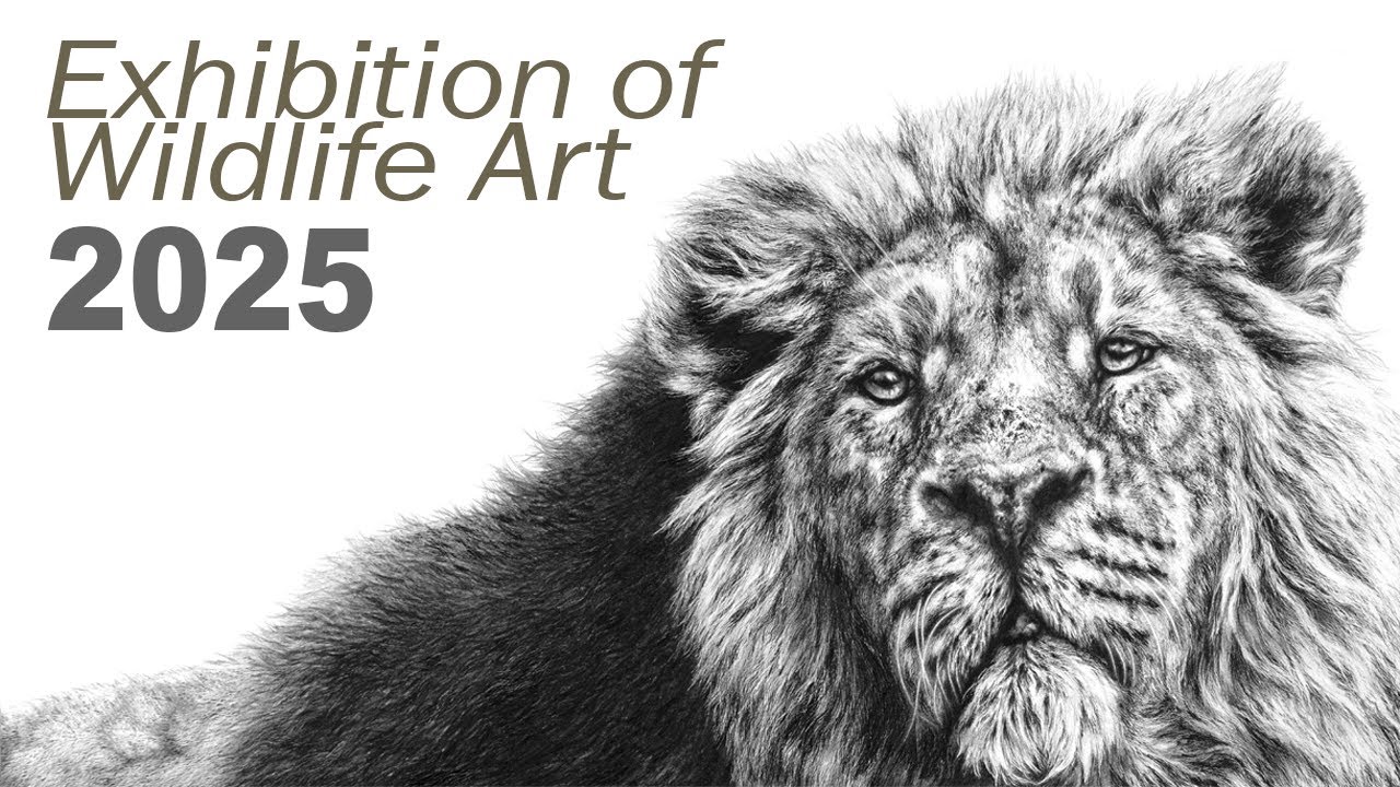 Exhibition of Wildlife Art - My pictures