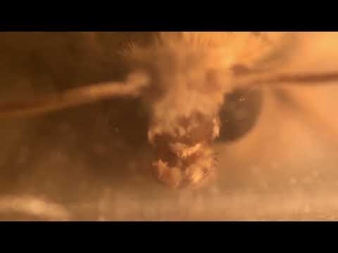 Sphinx pinastri