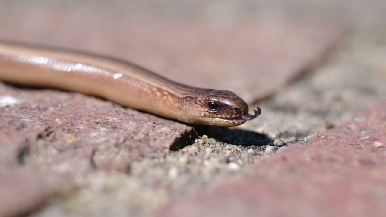 Desep Paradox Project - Sandworm Dreams (Ambient Instrumental in D minor) Michael King