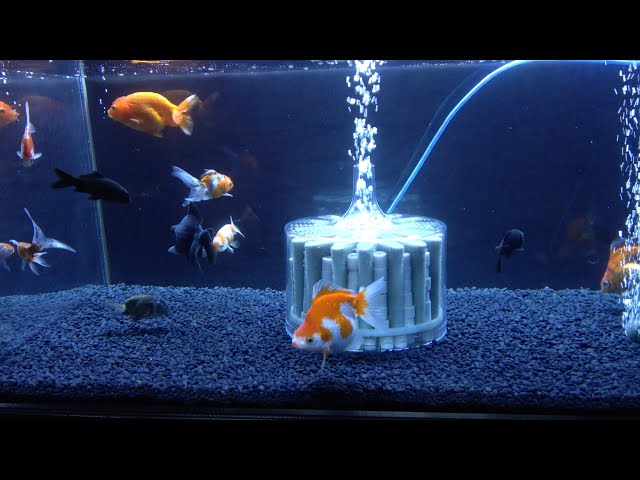 最近の金魚水槽と水作ジャンボのメリットデメリット【90センチ金魚