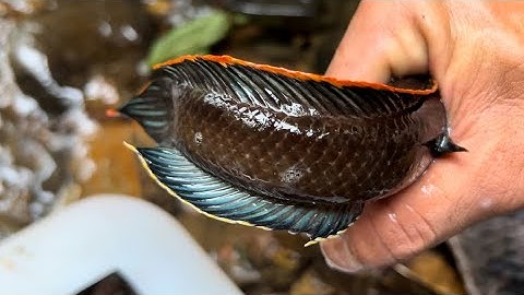 Săn Đêm Trong Rừng Phát Hiện Ổ Cá Lóc Đá Rất Nhiều Find live food in the camping forest