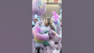 彩虹泡泡列车 カピバラが電車を虹色の泡でいっぱいにする #capybara #カピバラさん #shorts #funny #animals