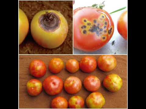 Video: Những chiếc lá vàng trên cây cà chua: Lá trên cây cà chua đang chuyển sang màu vàng