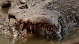 Die Reise Der Krokodile In Der Karibik Dokuhd