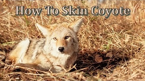 Fur Shed - How To Skin Coyote  (First Person View)