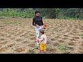 The single mother continues to grow corn on her land to improve her life: The Life of Ly Tieu Ca