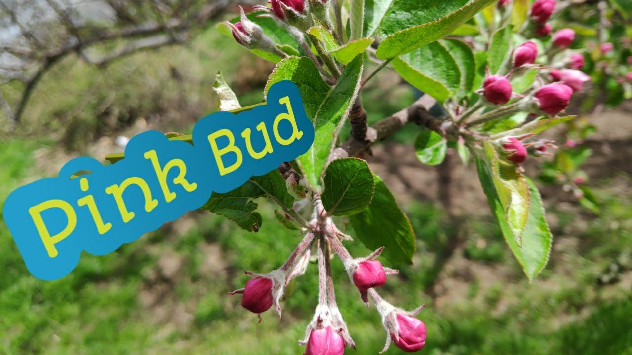 PINK BUD STAGE @7500 FT.