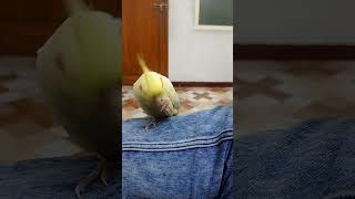 COCKATIEL PLAY WITH PIN.