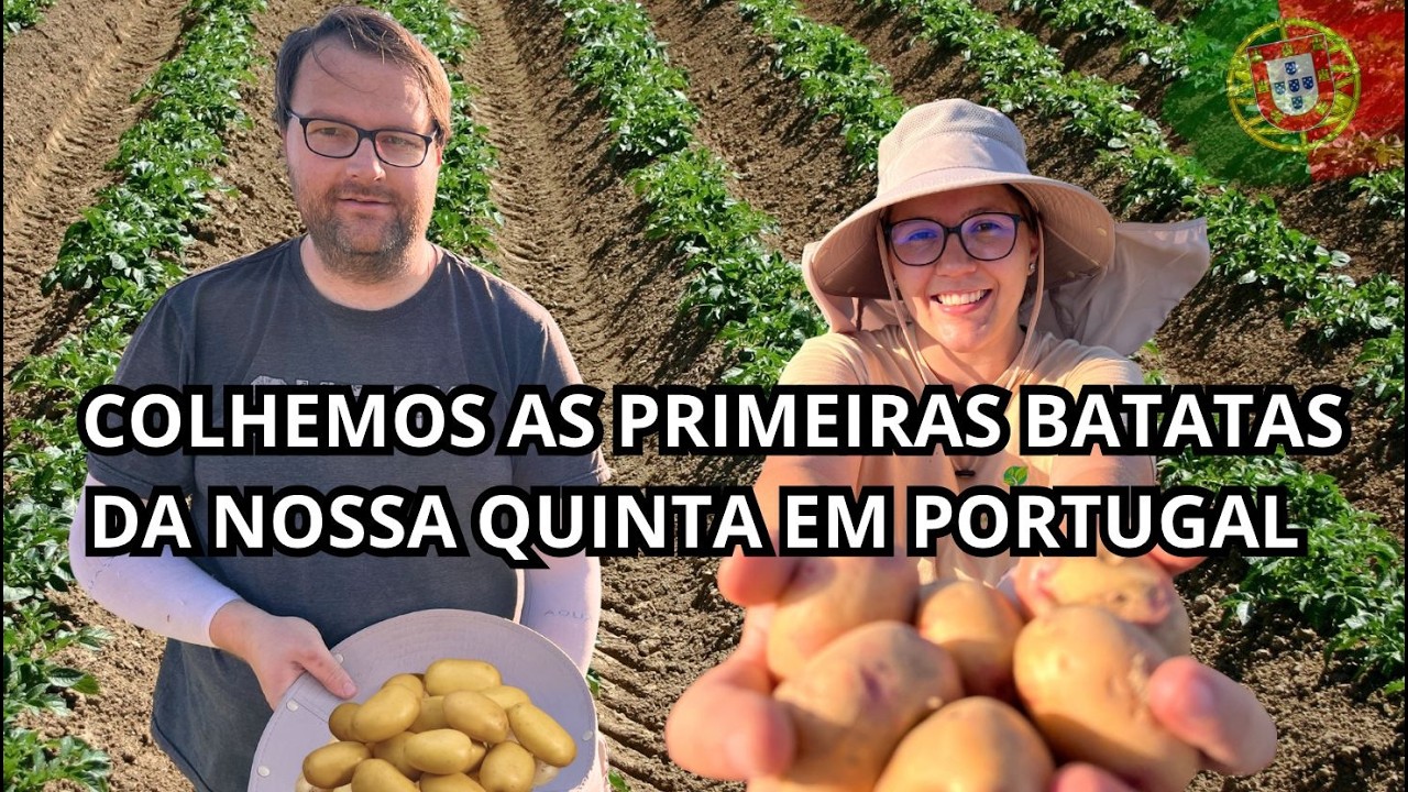Primeira Colheita de Batatas e Dando um Trato no Terreno