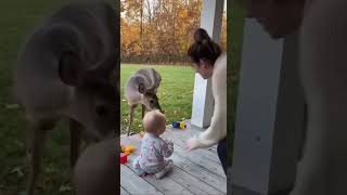 Deer comes friendly and than  #soralife #loop
