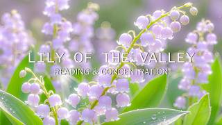 Lily of the Valley 🌼 Soft Piano for Calm Mornings, Reading & Concentration screenshot 3
