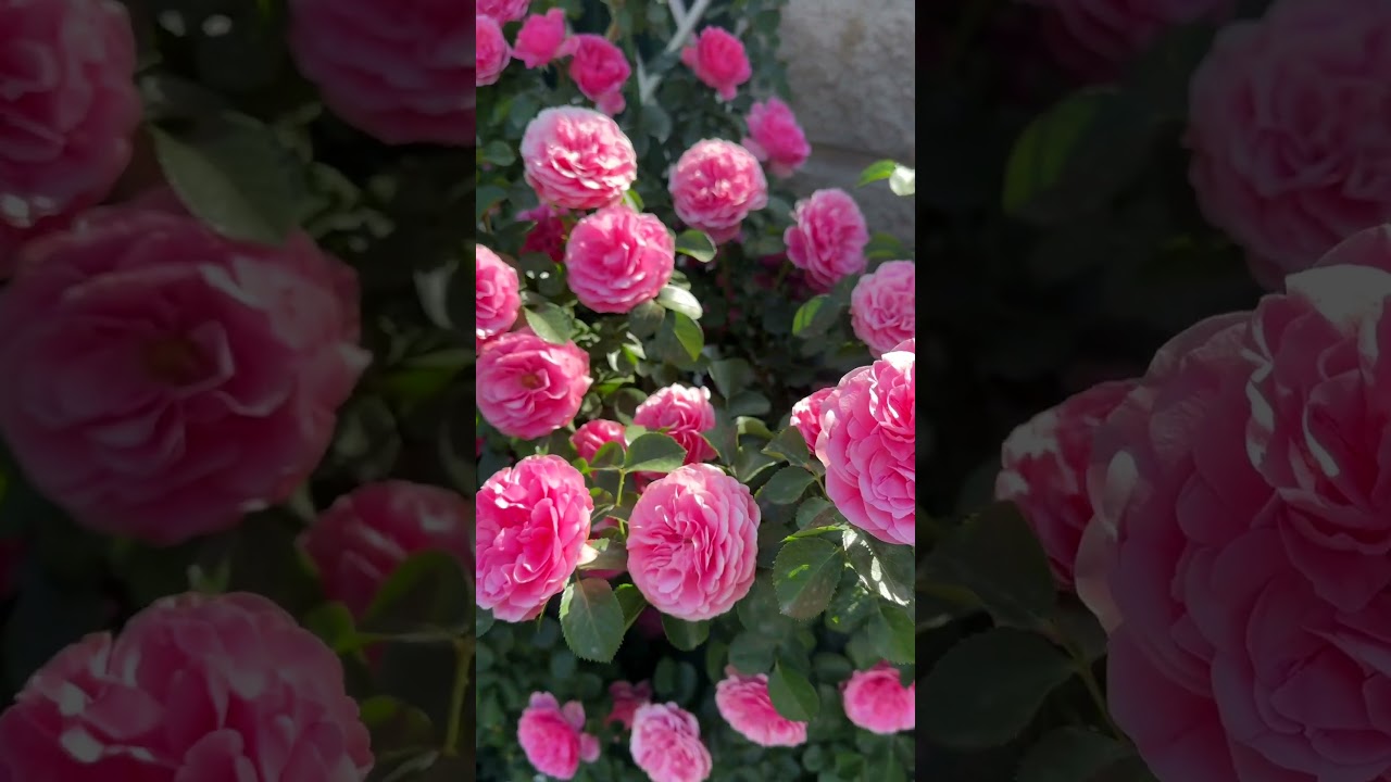 Leonardo da Vinci Rose - выращена как плетистая!!!