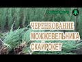 Черенкование можжевельника Скайрокет в нашем теневике с форсунками!