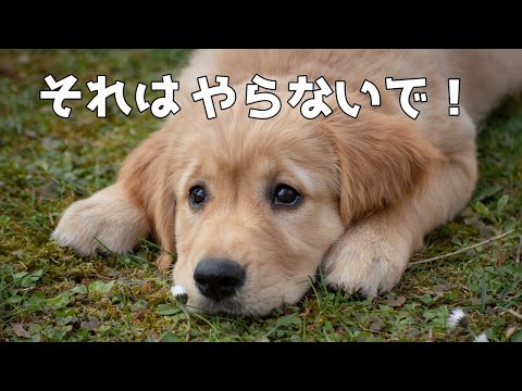 飼い主が犬に絶対にやってはいけない７つのこと