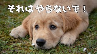 飼い主が犬に絶対にやってはいけない７つのこと