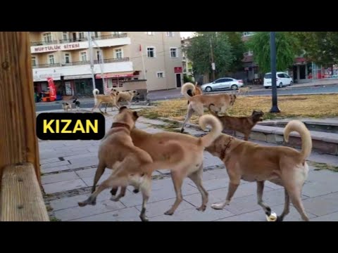 40 KÖPEK BİRBİRİNE GİRERSE!!ALTTA KALAN YALAN. KIZAN KÖPEĞİ SOKAK KÖPEKLERİ KAVGASI. 20 Ağustos 2023