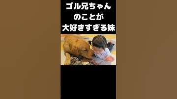 ゴールデンレトリバーの兄ちゃんのことが大好きすぎる赤ちゃん　#ゴールデンレトリバー #goldenretriever  #大型犬のいる生活 #大型犬 #癒し #犬のいる生活 #愛犬